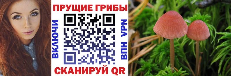 Псилоцибиновые грибы Magic Shrooms  Купить закладки  Куса 